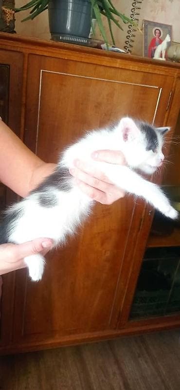 собаки кошки: Котята, две девочки один мальчик окрасы: бело‑черный и бело‑тигровый — 10
