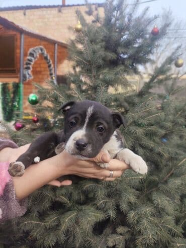 Вязка собак: Щенки метисы, помёт из нескольких малышей. Компактные, с крепкими — 5
