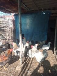 продам козу дойную: Продаю | Петух | Брама — 6