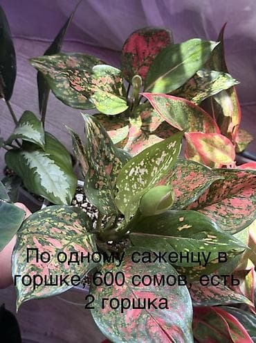 сколько стоит финиковая пальма: Аглаонемы в горшках (декоративно-лиственные сорта) Варианты: - По 3 — 2
