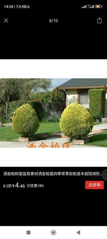 расширительный бак для отопления цена бишкек: Шаровидные и золотистие саженцы туи. 30-50 см длина — 3