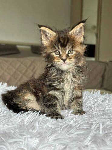 мейн кун бишкек питомник lyubushka купить котенка цена фото: Породистые котята мейн-кун Описание: - Окрас: рыжий (двое котят с — 3