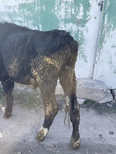 Ветеринар кызматы: Сатам | Бука (эркек) | Бордоп семиртүү үчүн | Байланган — 1