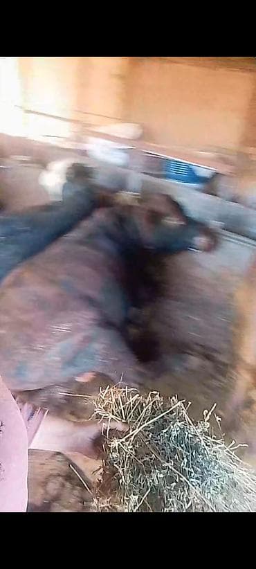 сельскохозяйственные животные продажа: Продаю | Бык (самец) | На забой — 1