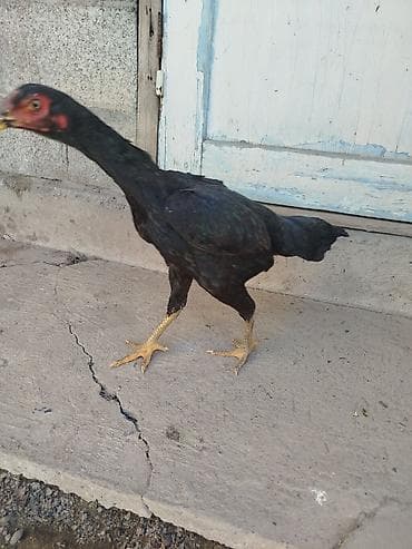 суточный квартира джалал абад: Дакан мекиштер сатылат активный 8 штук бар алмашу жолдору бар жемге — 9