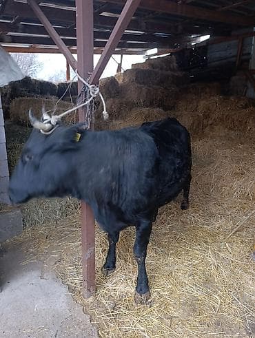 карова продаю: Продаю | Корова (самка) | Для молока | Привязанные — 5