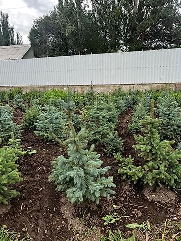 сеянцы голубой ели: Ель голубая (Picea pungens Glauca) из открытого грунта - Декоративные — 1