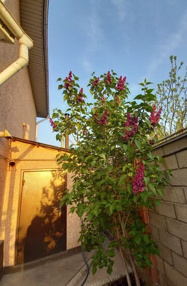 долгосрочная аренда квартир в бишкеке без посредников: Дом, 125 м², 6 комнат, Собственник — 3