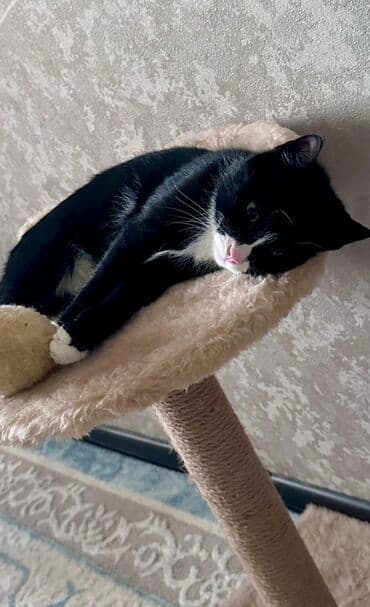 шотландская короткошерстная кошка: Отдам В ОЧЕНЬ ЛЮБЯЩИЕ РУКИ! Кто действительно любит кошек! Зовут — 2