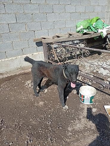 лягушка живая: Алабай отдаю даром — 1