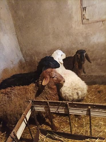 уй сатып алам бишкек: Сатам | Козу | Көбөйтүү үчүн — 4