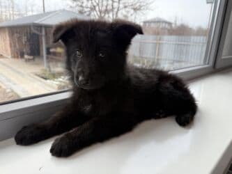 жалал абад ит: Немис овчаркасы, 2 айлык, Эркек, Эмделген, Ит тегин тастыктоочу документ — 11