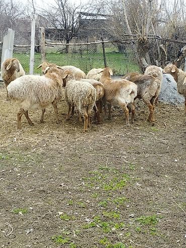 ко шамо: Продаю | Ягненок | Арашан | Для разведения | Ярка — 7