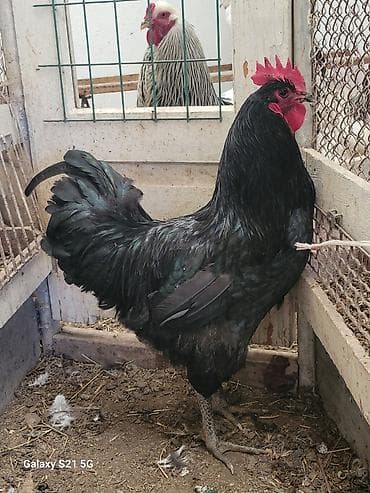 токмок кошка: Молодые петушки Джерсийского гиганта 8-9 мес.(по 2500-00 сом) — 2