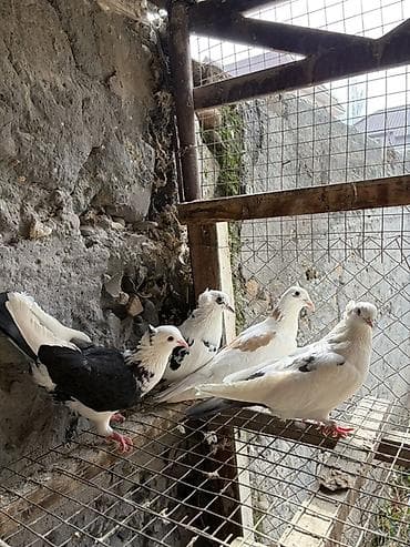 коты бишкек: На продажу голуби разные породы 
Звоните или пишите на вотсап — 3