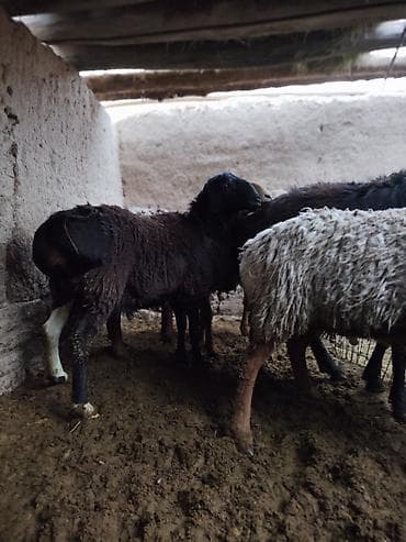 эркек ит ош: Сатам | Ургаачы кой (ургаачы) | Аргын | Көбөйтүү үчүн | Ургаачы — 2