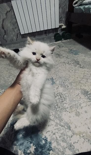 канадский сфинкс цена: 2 месяца, Девочка, Белый, Приучена к лотку — 3