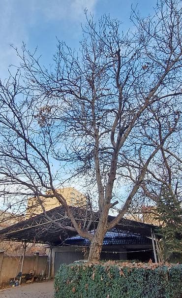 Продаю орешины многолетние, по 40лет и более. Под само-спил и