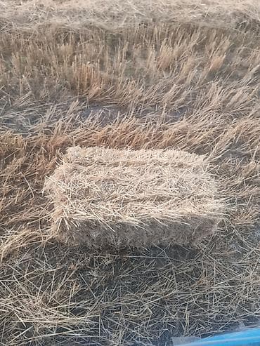 усыпление животных бишкек: Продам салому очень хороший чистый и плотный из поля цена 40сом адрес — 2
