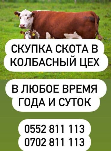 продаю в связи с переездом: Куплю | Коровы, быки, Лошади, кони | Забитый, Бесплатная доставка — 1