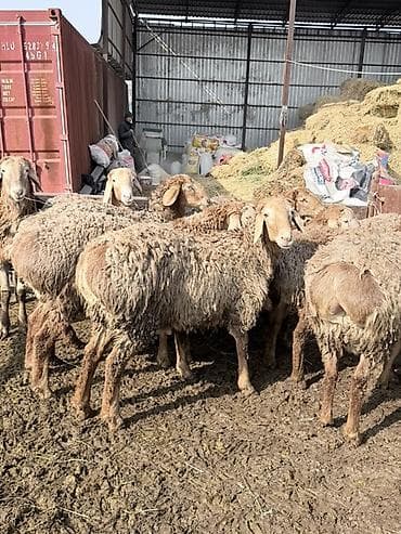 Корма для с/х животных: Продаю | Баран (самец) | Полукровка | Для разведения | Матка — 3