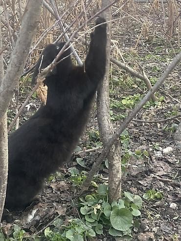 Грызуны: 6 месяцев, Мальчик, Черный — 7