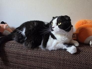 scottish fold: Кошка даром: Скотиш Фолд (Шотландская вислоухая), Мальчик — 3