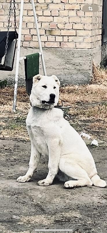 купить кавказскую овчарку: Алабай, 5 месяцев, Самец — 7