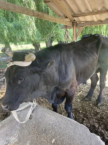 индюки на продажу: Продаю | Бык (самец) | На откорм, Для разведения — 4