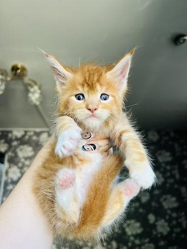 🐾 Продаются котята породы мейн-кун 🐾 Крупные, ласковые и очень — 10