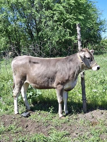 вака купить: Продаю | Бык (самец) | Швицкая | На откорм | Привязанные — 6