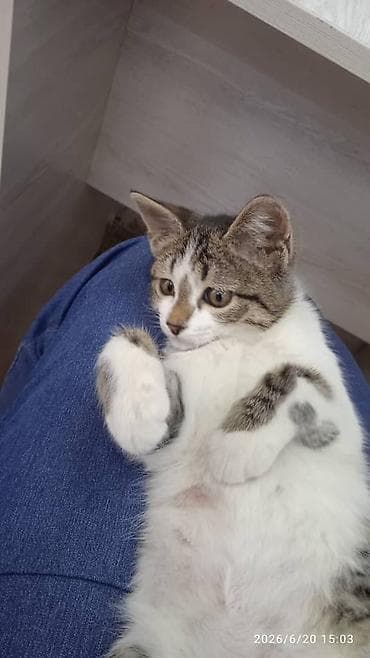 Животные: Кошка даром: Беспородная, 3 месяца, Мальчик, Приучена к лотку — 2