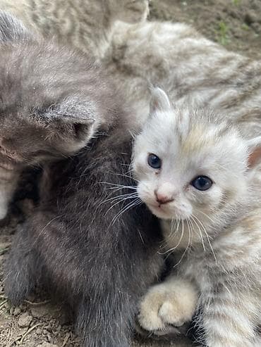 животные котята: Котята, домашние. Окрас: серебристо-песочный табби с кремовыми — 2