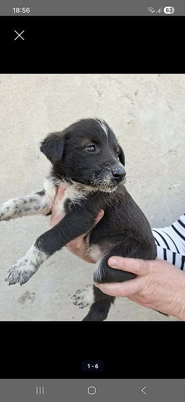 домашние собаки: Щенки черно-белого окраса отдам почти даром звоните срочная продажа — 2