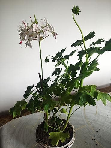 фикус каучуковый: Комнатные растения в горшках. 1) Пеларгония (герань) зональная: - — 1