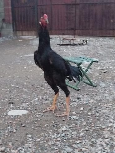 теннисный стол цена ош: Электровелосипед, Б/у — 2