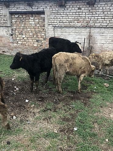 кой сой: Продаю | Музоо, торпок | Полукровка | На откорм — 5