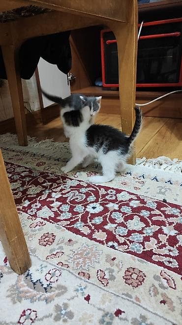 Котята домашние, короткошёрстные, полтора месяца им, начали кушать