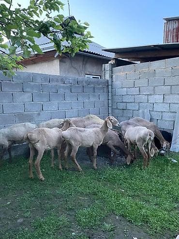 степке алмашам: Сатам | Козу | Арашан | Көбөйтүү үчүн — 5