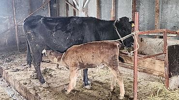 продается кашара: Продаю | Корова (самка) | Для молока | После отела — 1