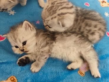 Продажа кошек: Скотиш Фолд (Шотландская вислоухая), 1 месяц, Девочка — 3