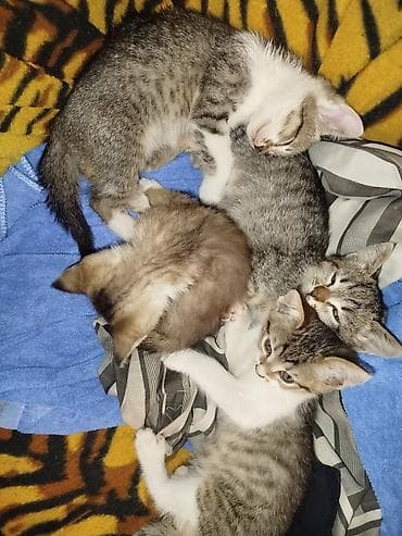 котята отдам в хорошие руки: Отдам котят в добрые и заботливые руки 🐾 5 очаровательных малышей: 2 — 1