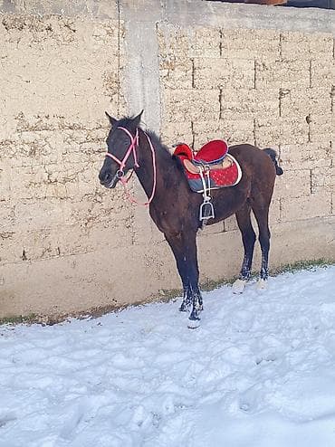 тай лошад: Продаю | Конь (самец) — 5