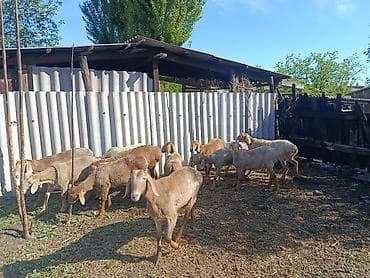 тук сена: Продаю | Овца (самка) | Арашан | Для разведения — 2