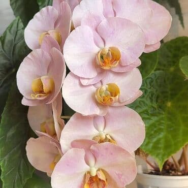 инструмент для огорода: Орхидеи фаленопсис — коллекционные сорта с эффектной окраской цветов — 4