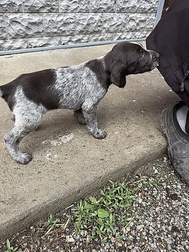 акита ину цена: Дратхаар, 1 месяц, Самец — 3