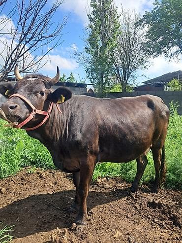 Үй жаныбарлары: Сатам | Уй (ургаачы) | Алатоолук | Сүт алуу үчүн | Байланган — 4