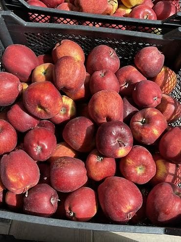 4 pot: Яблоки Превосходное, Оптом — 2