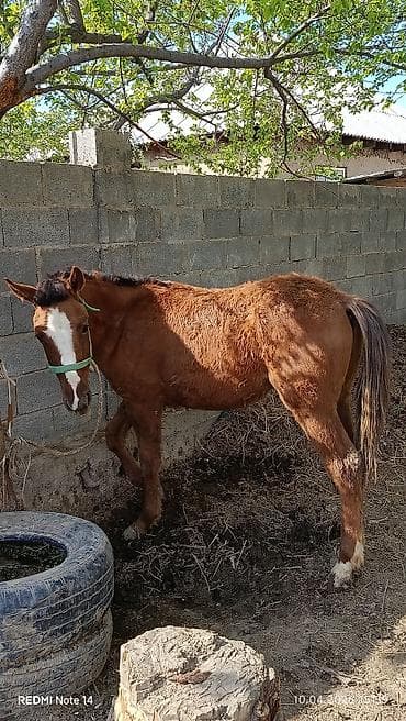 жеребёнок: Продаю | Жеребенок | Конный спорт — 4