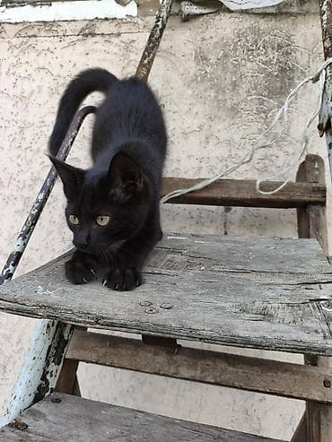 Котенок в добрые руки г Токмак
ии: Ищет заботливых добрых людей at lalafo.kg Котенок в добрые руки г Токмак
ии: Ищет заботливых добрых людей